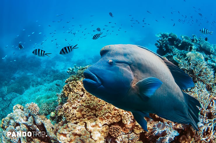 Great Barrier Reef fish