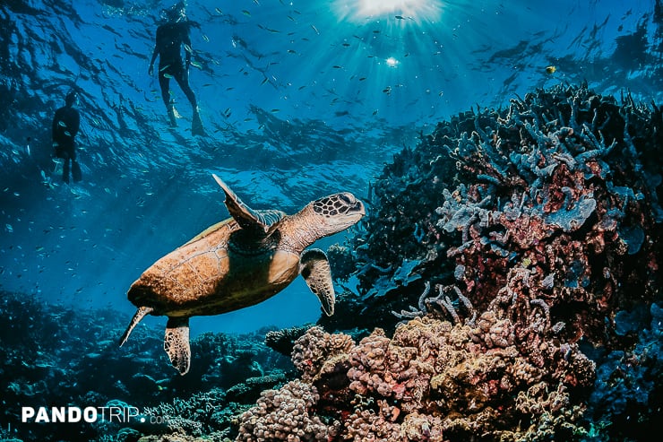 Turtle, Great Barrier Reef