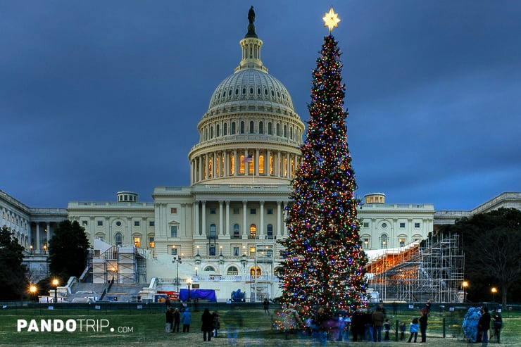 Capitol Christmas Tree