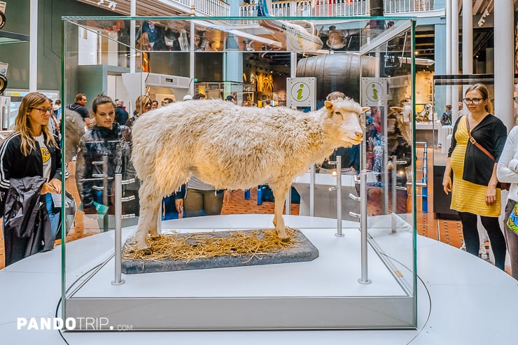 Dolly the Sheep at the National Museum of Scotland