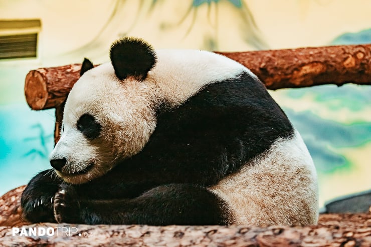 Giant Panda at Edinburgh Zoo