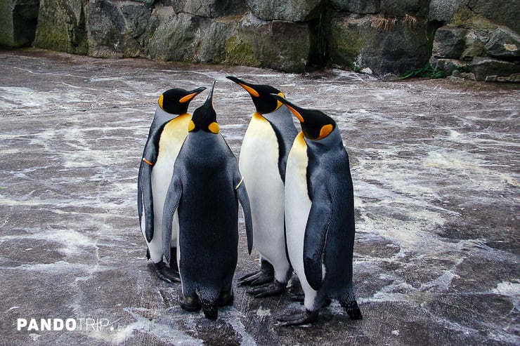 Penguins at Edinburgh Zoo