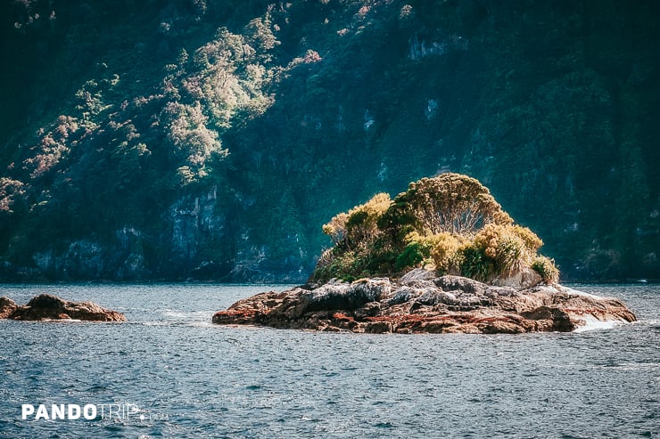 Rocky island at Doubtful Sound