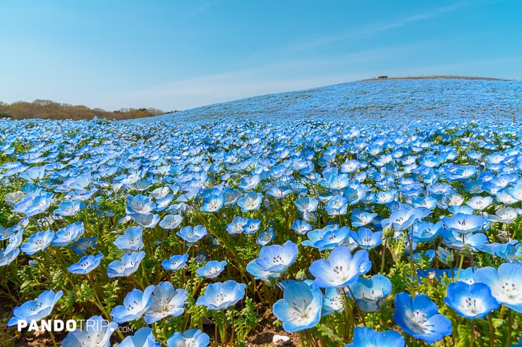 Baby blue eyes flowers, Hitachi Seaside Park