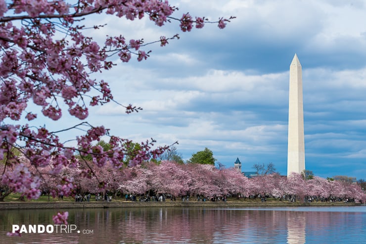 Cherry Blossom Festival Washington