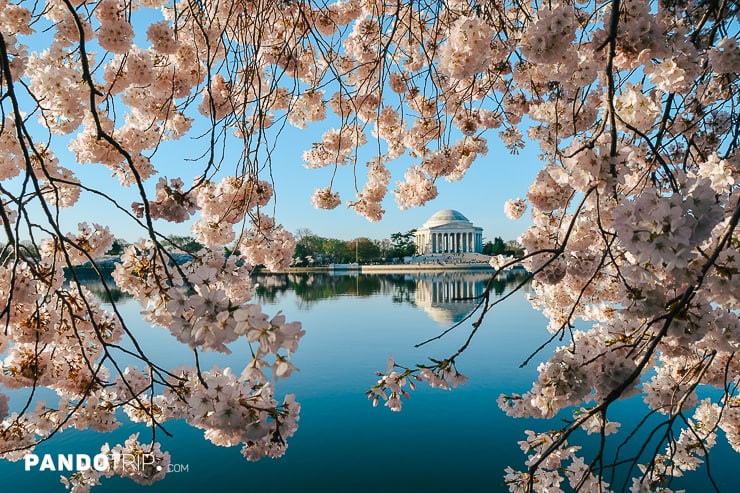 Cherry Blossom Festival Washington