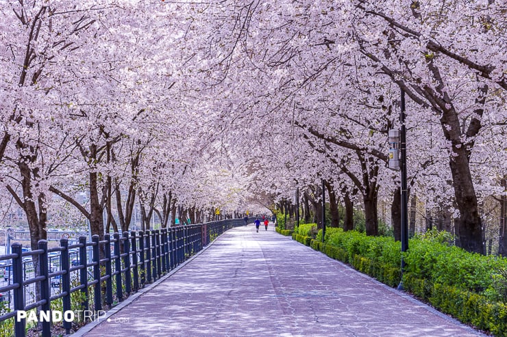 Cherry blossom in Seoul