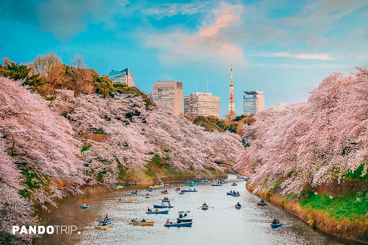 Chidorigafuchi park in Tokyo during sakura season