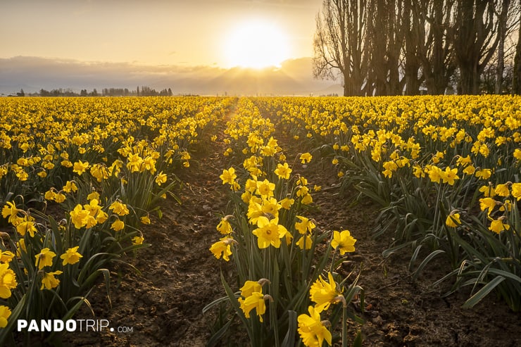 Daffodil Fields in the Skagit Valley