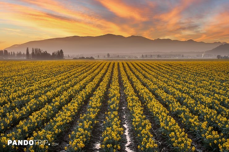 Daffodil Fields of the Skagit Valley