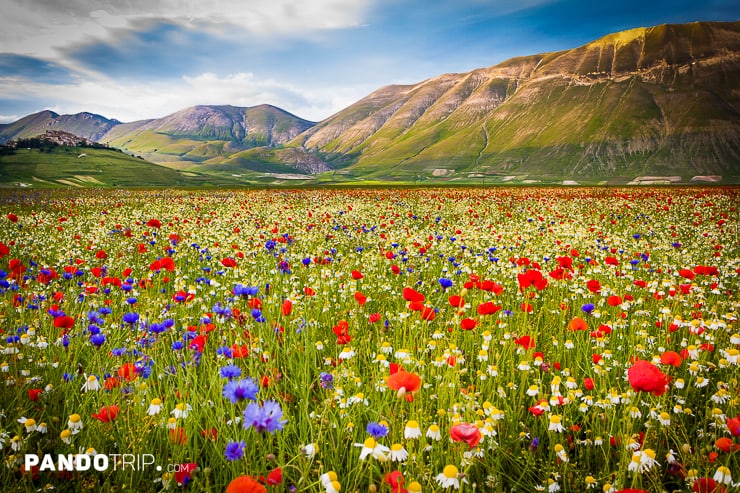 Flowering of Castelluccio di Norcia