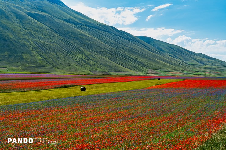 Flowering of Castelluccio di Norcia