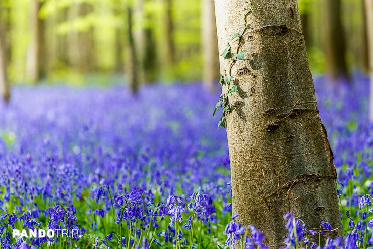 Hallerbos Forest in Belgium