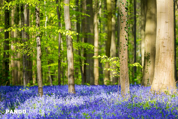 Hallerbos Forest in Belgium