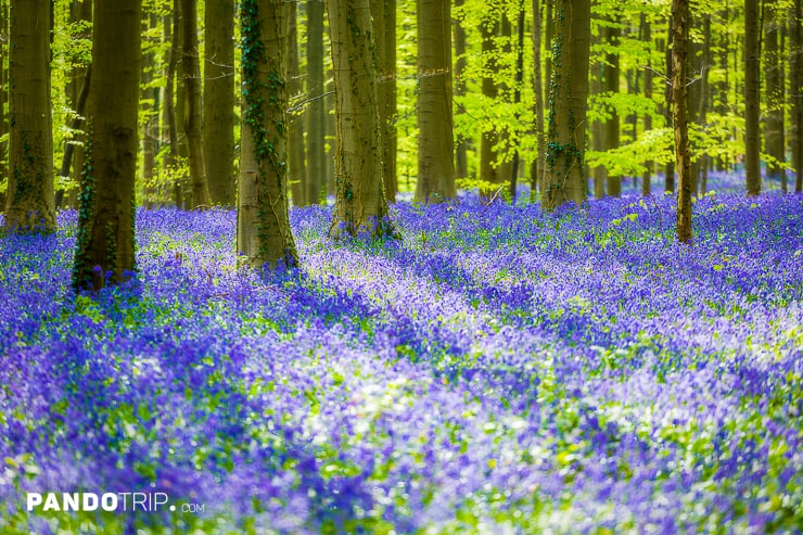 Hallerbos Forest in Belgium