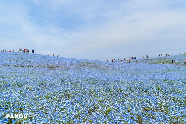 Hitachi Seaside Park