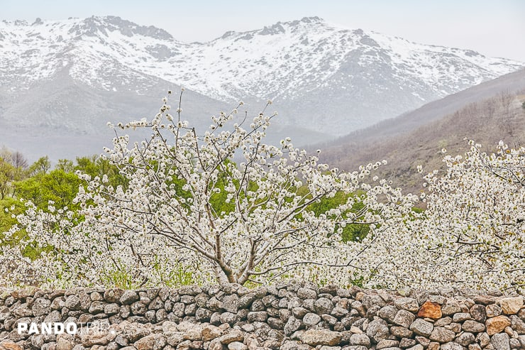 Jerte Valley, Spain