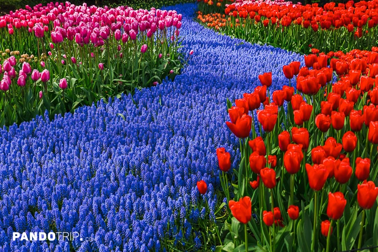 Keukenhof Park