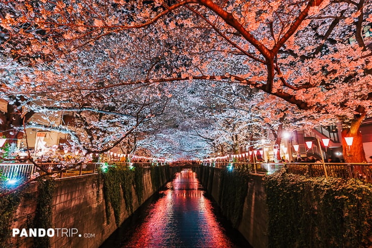 Meguro River Cherry Blossoms Promenade