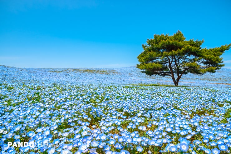 Nemophila flowers at Hitachi Seaside Park