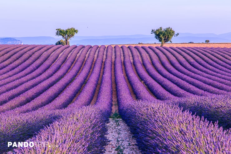 Plateau de Valensole