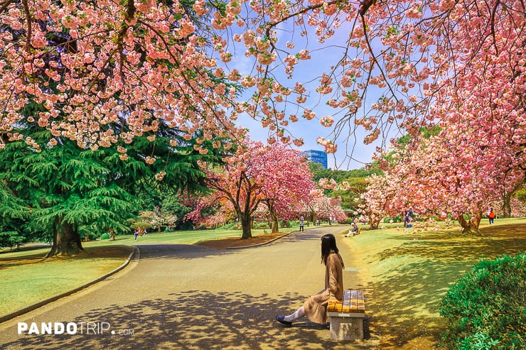 Shinjuku Gyoen the best places in Tokyo to see sakura