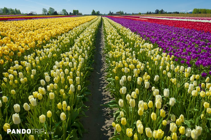 Tulip Fields in Skagit Valley