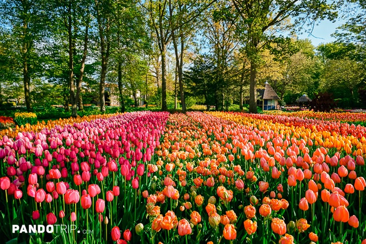 Field of tulips in Keukenhof park