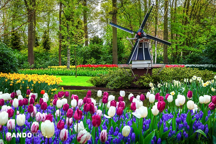 Windmill in Keukenhof park