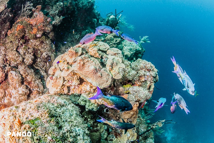 Blue Hole Diving