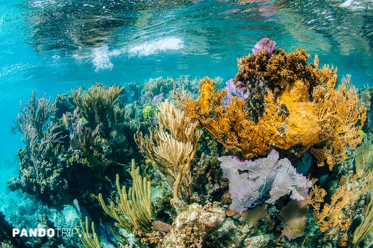 Coral Reef on the Edge of Blue Hole, Belize