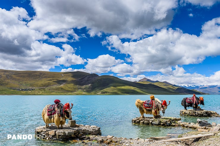 View of Yamdrok Lake - also known as Yamdrok Yumtso or Yamzho Yumco