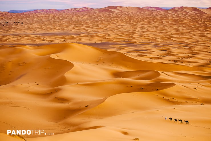 Camel caravan in the Sahara Desert, Morocco