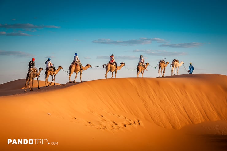 Camels in Sahara desert