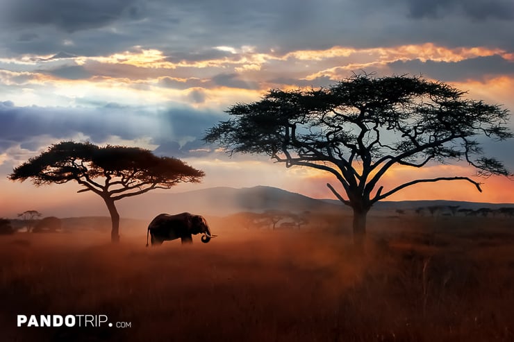 Elephant in Serengeti National Park, Tanzania