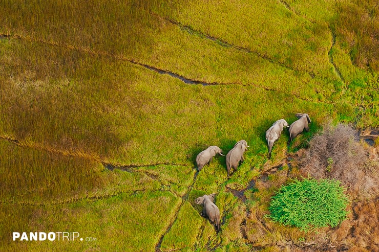 Elephants in the Okavango Delta