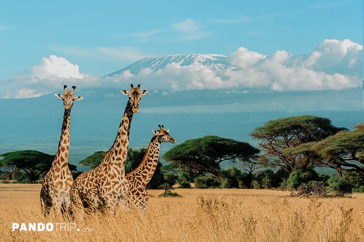 Giraffes in a savanna with Mount Kilimanjaro in the background
