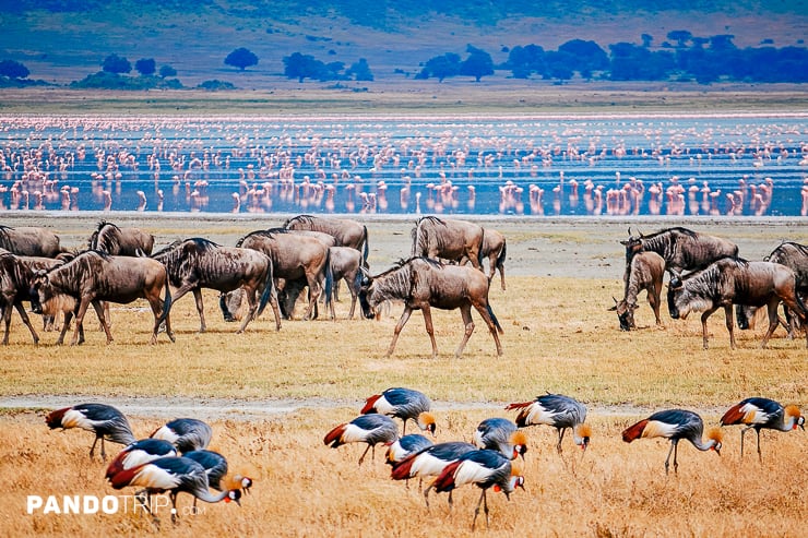 Great Migration, Serengeti National Park