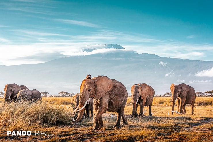 Herd of Elephants with Mount Kilimanjaro in the background