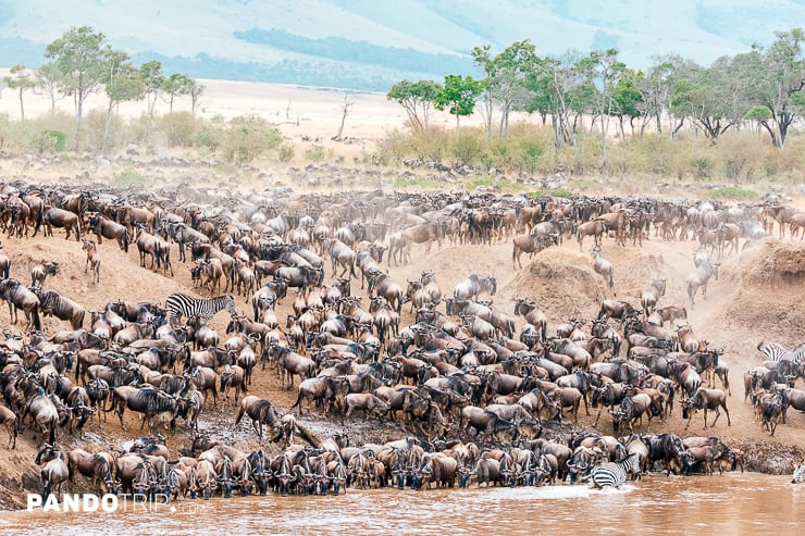 Wildebeest and zebra during the Great Migration, Serengeti National Park