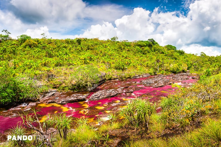Aerial view of Cano Cristales