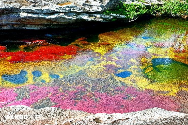 Colors of Cano Cristales