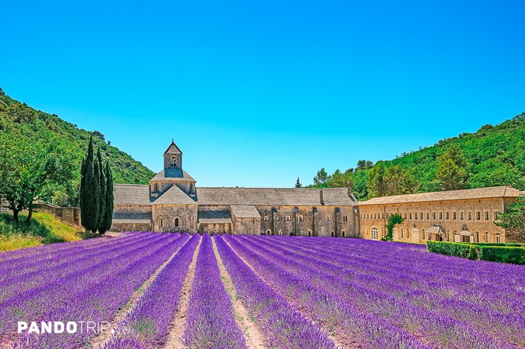 Senanque Abbey with lavender fields near Gordes