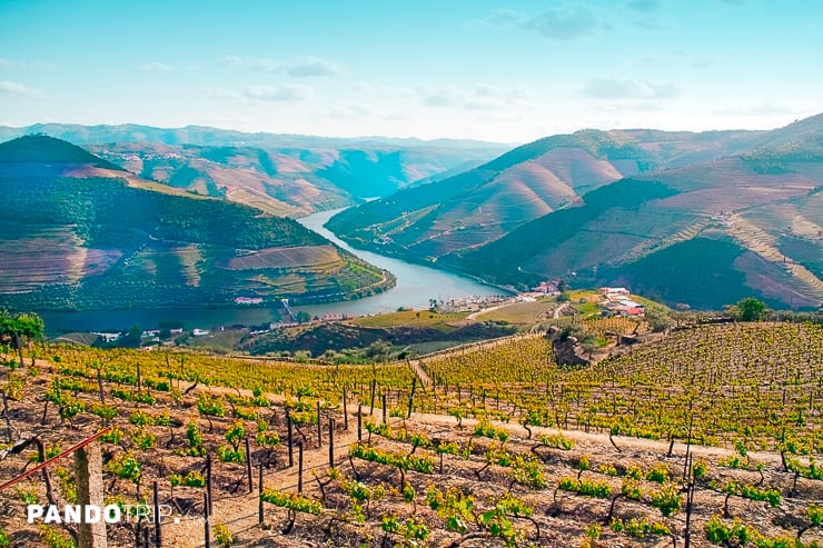 Vineyards in Douro Valley
