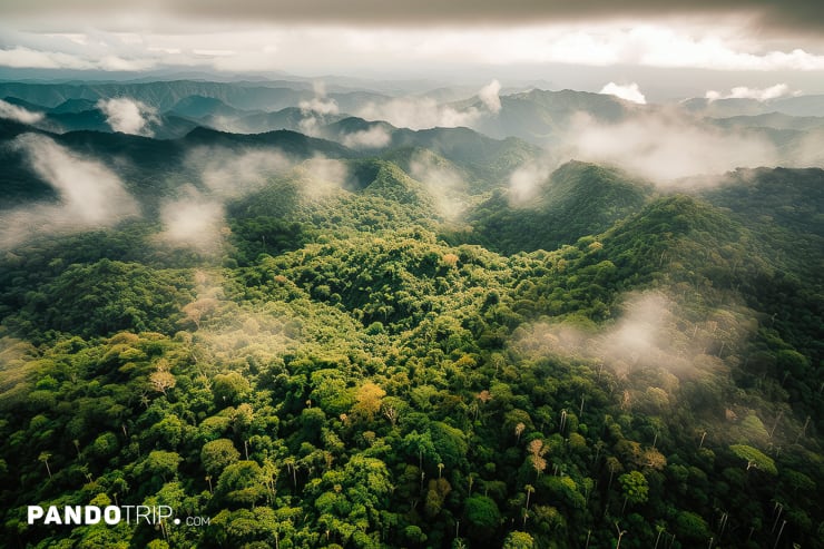 Aerial view of the Amazon Rainforest