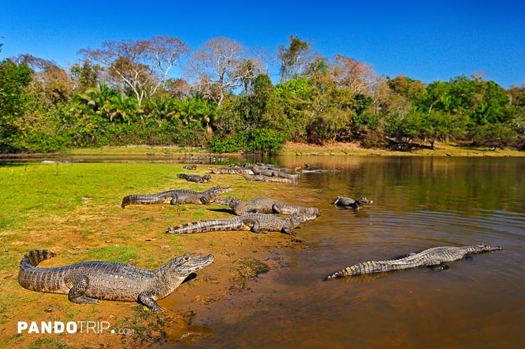 Caiman alligators in Pantanal