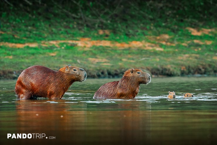 Capybaras family in Pantanal
