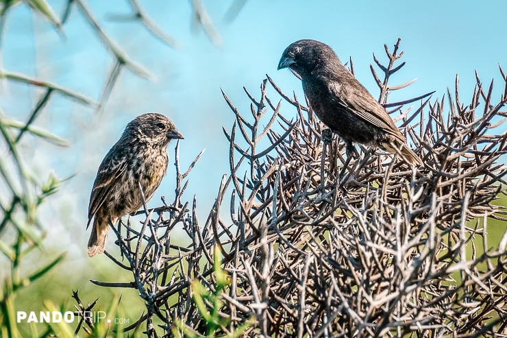 Darwin finches, Galapagos Islands