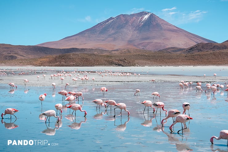 Flamingos in Laguna Hedionda, Atacama desert