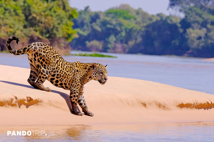 Jaguar, Pantanal, Brazil